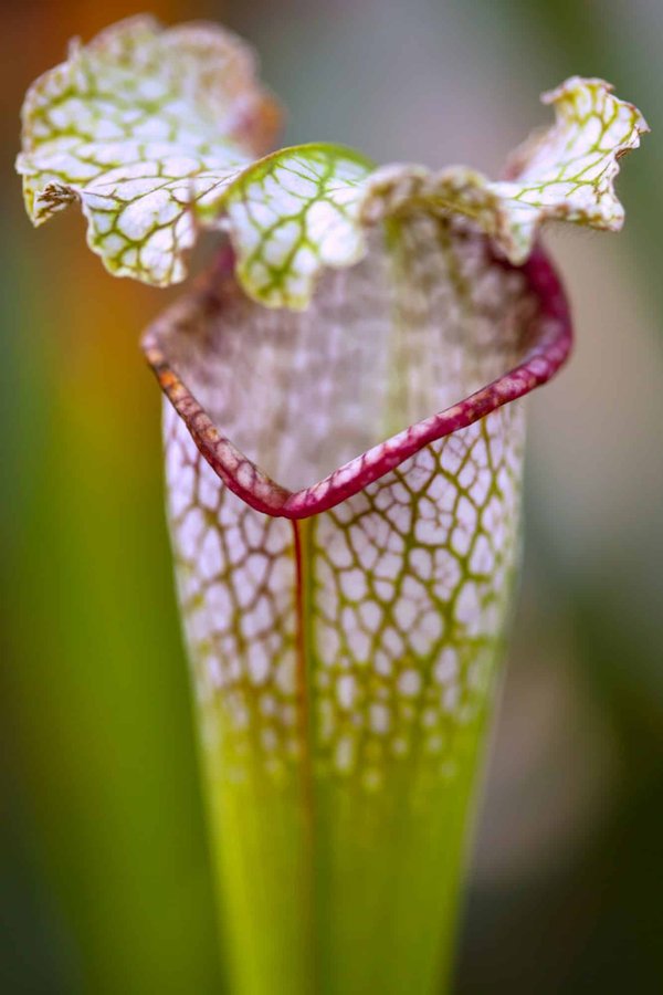Comment réussir la culture de plantes carnivores à la maison ?